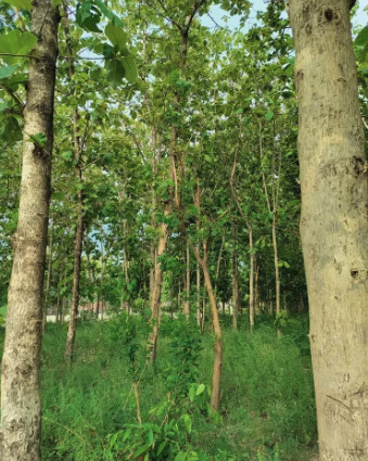 Tree Planting in Battor, Volta Region