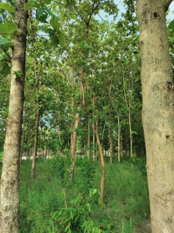 Tree Planting in Battor, Volta Region